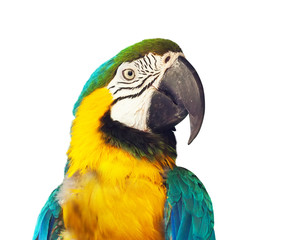 Head of  macaw papagay