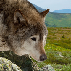  wolf  against wildness area