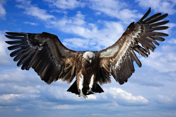 Flying griffin