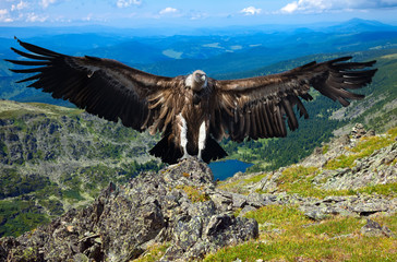 griffin  sitting on stone