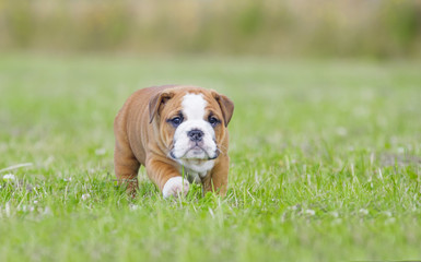 Fototapeta premium Cute english bulldog puppies playing outdors