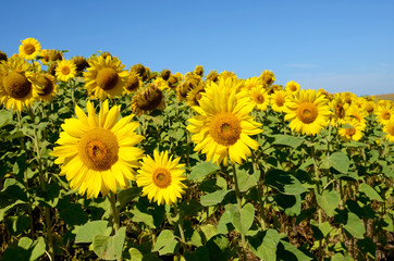 The charming landscape of sunflowers in the field against the sk