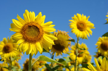 Idyllic landscape with large sunflowers against the sky on a sun
