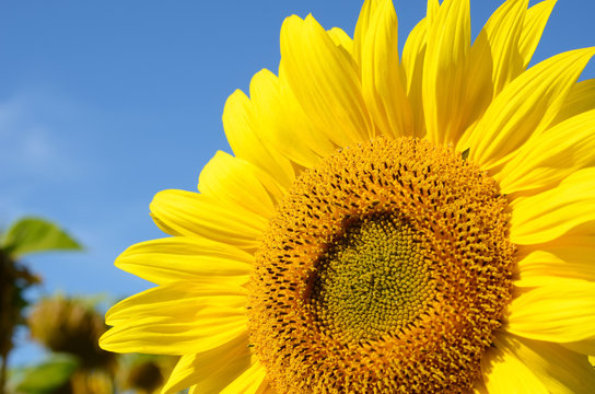 Sunflower flower close up against the blue sky (natural backgrou