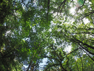 crown trees