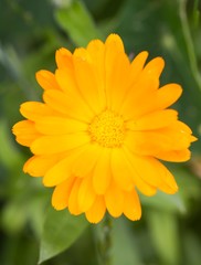 Marigolds blooming in garden