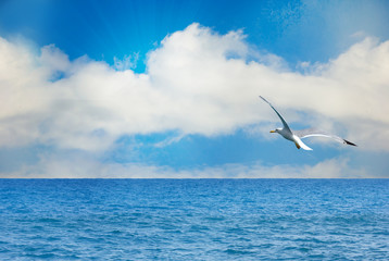 Fototapeta na wymiar Nature seascape with seagull in blue sky