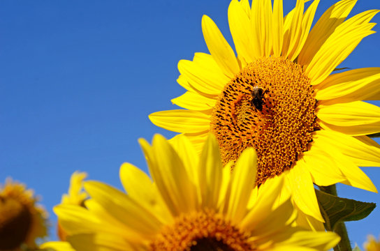 Fabulous landscape with  sunflowers and bee against the sky on a