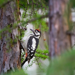 woodpecker