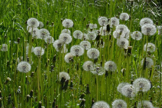 Dandelion