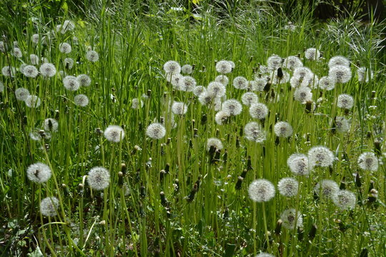 Fototapeta Dandelion