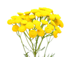 Tansy on a white background