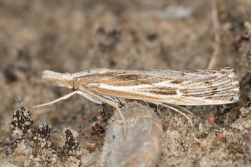 Pediasia fascelinella in dry environment