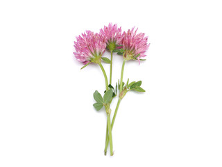  leaf clover flower on a white background