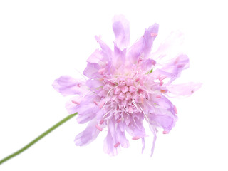 knautia on a white background