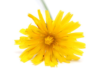  crepis flower on a white background