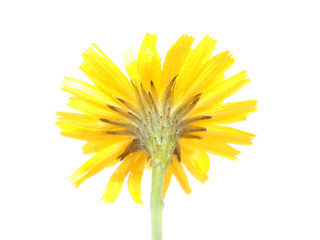  crepis flower on a white background