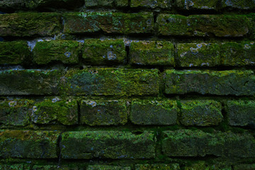 Brick wall with moss
