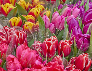 colorful tulips close up, natural background - strong bokeh