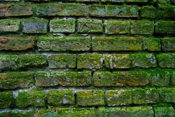 Brick wall with moss