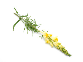 Lathyrus pratensis on a white background