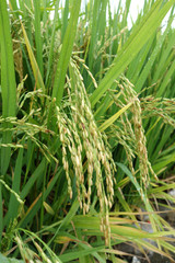 The ripe paddy field is ready for harvest