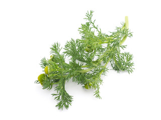 Herbs pineappleweed (Matricaria discoidea) on a white background