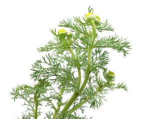 Herbs pineappleweed (Matricaria discoidea) on a white background - obrazy, fototapety, plakaty