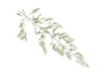cereals on a white background