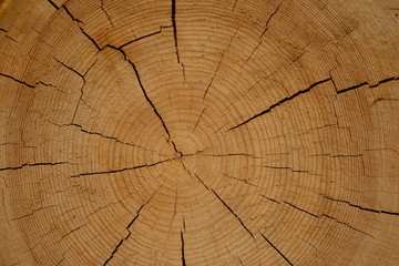 Fototapeta premium Wood texture of dry pine timber for house construction