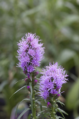 Prairie Gay Feather - Blazing Star
