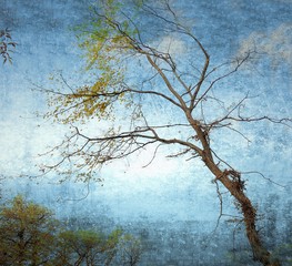 Bare branches on grunge sky background