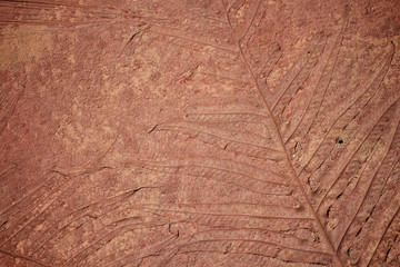 marks of leaf on the concrete pavement.