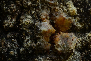 Resin eating on a tree trunk in a place of damage bark background texture
