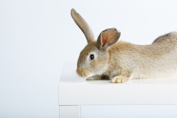 rabbit on white background