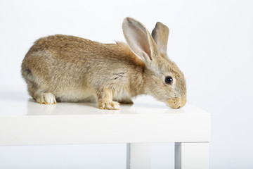 rabbit on white background