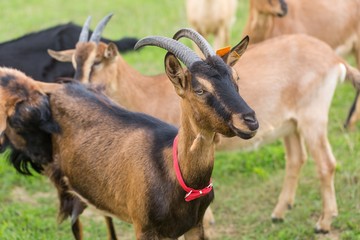 Goat on pasture. Animals on farm