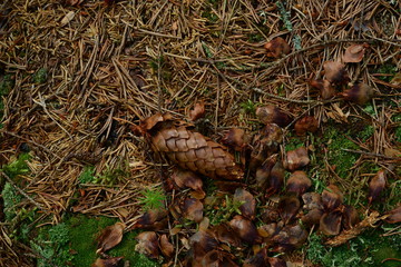 Forest composition background texture land cover created by nature in the wild