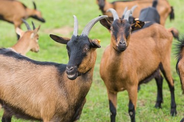 Goat on pasture. Animals on farm