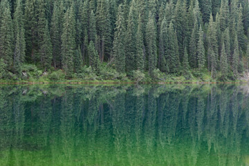 Green pine trees reflected in the water