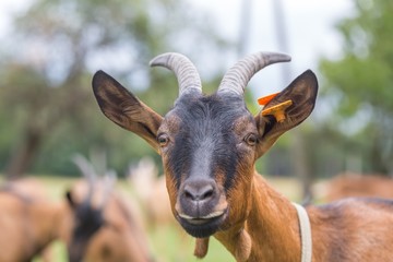 Goat on pasture. Animals on farm
