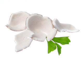 Coconut with leaves isolated on white background