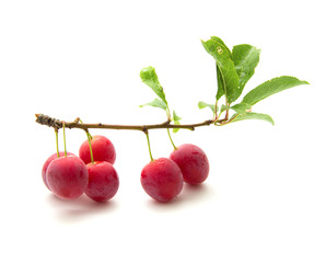 small round red wild plums