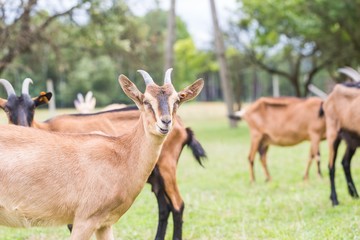 Naklejka na ściany i meble Goat on pasture. Animals on farm