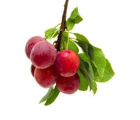 small round red wild plums