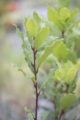 Naklejka premium Bay Laurel - Laurier Sauce