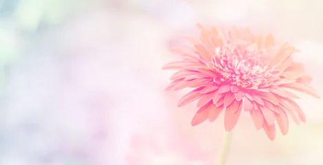 Foto op Canvas Beautiful gerbera flowers soft  background  © banprik