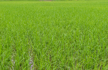 green paddy rice field background