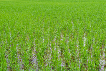 green paddy rice field background