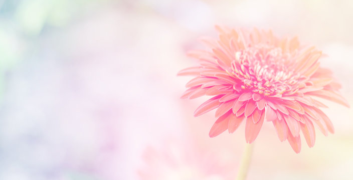 Fototapeta Beautiful gerbera flowers soft  background 